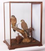 Taxidermy cased pair of Kestrel on naturalistic base 60 x 36cms (sold with A10 Certificates No