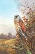 AR CARL DONNER (CONTEMPORARY) Male Kestrel watercolour, signed lower right 25 x 17cms