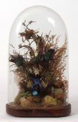 Taxidermy domed group of Hummingbirds etc in naturalistic setting 40cms high