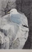 AR ROBERT GILLMOR (born 1936) Gull on a clifftop coloured print, signed and numbered 79/200 in