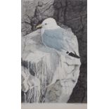 AR ROBERT GILLMOR (born 1936) Gull on a clifftop coloured print, signed and numbered 79/200 in