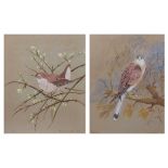 BARRY E WARD (20TH CENTURY) "Kestrel" and "Wren" two watercolours, both signed and dated 1976 and