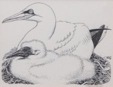 AR ROBERT GILLMOR (born 1936) Gannets, original from Poyser's ATLAS OF BREEDING BIRDS pen and ink