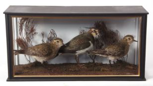 Taxidermy cased group of three Golden Plover in naturalistic setting 30 x 61cms