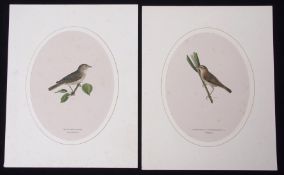 Folder of assorted bird engravings
