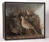 Taxidermy cased Stone Curlew Dotterel (2) and Plover in naturalistic setting 53 x 59cms