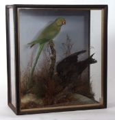 Taxidermy cased Parakeet and Jackdaw in naturalistic setting by E F Spicer & Sons of Birmingham 50 x