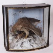 Taxidermy bow-fronted cased Kestrel in naturalistic winter setting, probably by Cooper 39 x 41cms