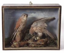 Taxidermy cased pair of Kestrels in naturalistic setting 41 x 52cms (pre-1947) (a/f)