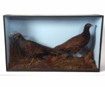 Taxidermy cased pair of Pheasant in naturalistic setting 54 x 90cms