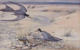 FRANK SOUTHGATE, RBA (1872-1916) Coastal scene with terns and chicks watercolour, signed lower right