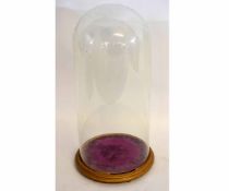 Victorian circular glass dome on a gold painted socle, dome 22cms diam x 47cms high