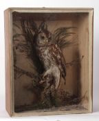 Taxidermy cased Tawny Owl in naturalistic setting, case bears label "Tawny Owl, Finchingfield,