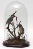 Taxidermy domed pair of Kingfisher in naturalistic setting 45cms high