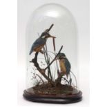 Taxidermy domed pair of Kingfisher in naturalistic setting 45cms high