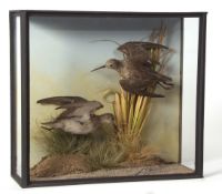 Taxidermy cased pair of waders in naturalistic setting 33 x 38cms