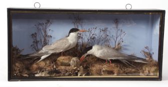 Taxidermy cased pair of Tern in naturalistic setting, probably by Cooper 32 x 68cms