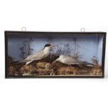Taxidermy cased pair of Tern in naturalistic setting, probably by Cooper 32 x 68cms