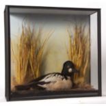 Taxidermy cased Goldeneye in naturalistic setting 44 x 46cms