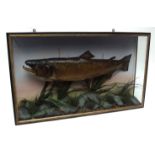 Taxidermy Salmon in a naturalistic case with glazed front and sides, 52 x 88cms