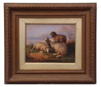 J JOHNSON (19TH/20TH CENTURY) Sheep oil on canvas, signed lower left 19 x 24cms
