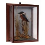 Taxidermy Kingfisher in glazed case with naturalistic setting, 34 x 23cms