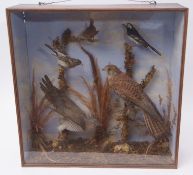 Taxidermy cased group including Kestrel, Cuckoo, Wagtail, Wren etc, in a naturalistic setting, 59