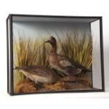 Taxidermy cased pair of Widgeon in naturalistic setting 49 x 61cms