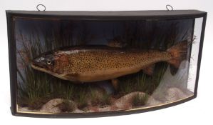 Taxidermy bow fronted glazed cased Salmon in naturalistic setting, 37 x 84cms
