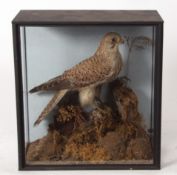 Taxidermy cased Kestrel in naturalistic setting 38 x 35cms (pre-1947)