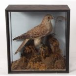 Taxidermy cased Kestrel in naturalistic setting 38 x 35cms (pre-1947)