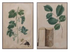 LUDWIG PFLEGER (act 1720-1793) "Stein Linden" and "Wilde Reeb" pair of watercolours, both