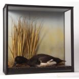 Taxidermy cased Goldeneye in naturalistic setting 44 x 46cms