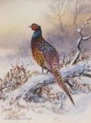 COLIN W BURNS (born 1944) "Cock Pheasant in winter" 15 x 12cms