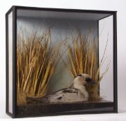Taxidermy cased Smew in naturalistic setting 35 x 46cms