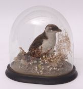 Taxidermy domed Little Auk in naturalistic setting, 22cms high