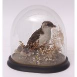 Taxidermy domed Little Auk in naturalistic setting, 22cms high