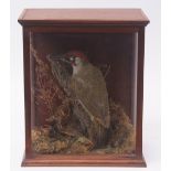 Taxidermy green Woodpecker in glazed case, in naturalistic setting, 36 x 30cms