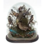 Taxidermy domed case of Woodpecker, Woodcock, pair of Kingfishers, Goldfinch etc, in a
