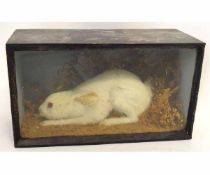 Victorian ebonised cased taxidermy hare in winter coloration among foliage, 41cms wide x 17cms