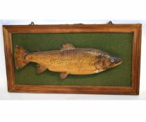 Taxidermy and mounted fish