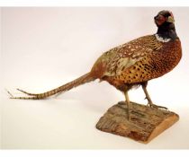 Taxidermy cock pheasant standing on a log