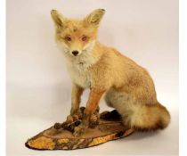 Taxidermy seated fox on a stump with attached pine cones, 60cms wide x 50cms tall