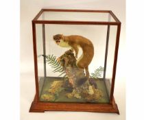 Adrian Edward oak cased taxidermy stoat on a stump, 32cms wide x 24cms deep x 38cms high