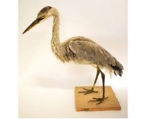 Taxidermy heron (a/f)