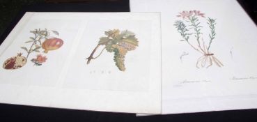 Collection Redoute etc reproduction botanical prints