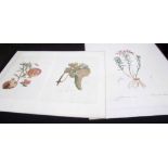 Collection Redoute etc reproduction botanical prints