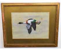 Hugh Wormald, signed and dated 09, watercolour, Shelduck in flight, 22 x 29cms