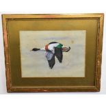 Hugh Wormald, signed and dated 09, watercolour, Shelduck in flight, 22 x 29cms