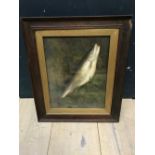 An oil painting study of a chubb fish in oak frame, 38x29.5cm